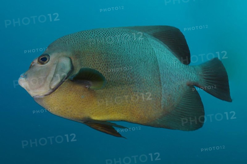 Old woman angelfish