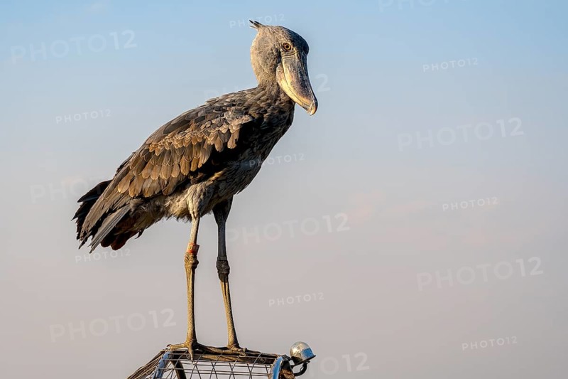 Shoebill