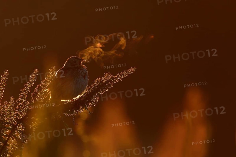 Corn Bunting