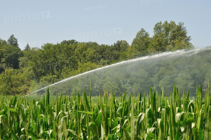 Water sprinkler installation in a field of maize
