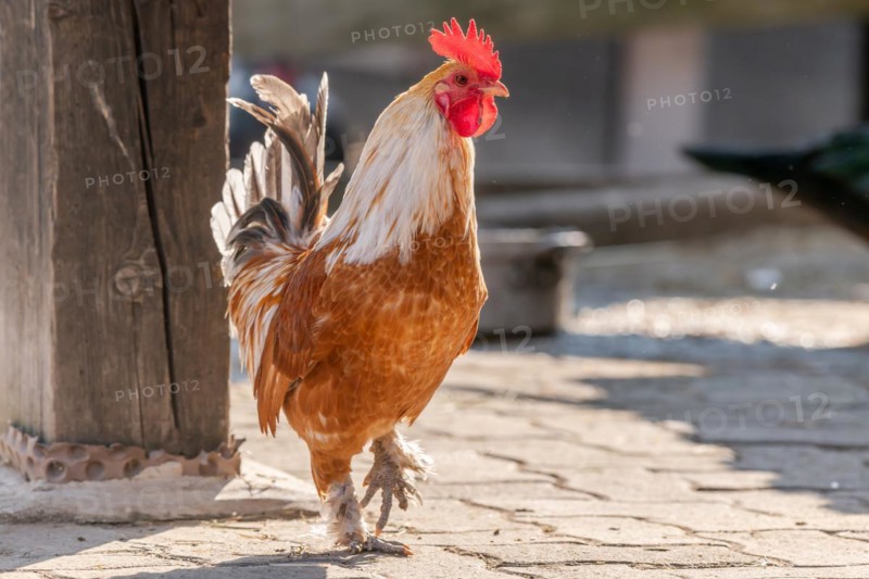 Rooster in a sunny farm in spring. Alsace, France, Europe
