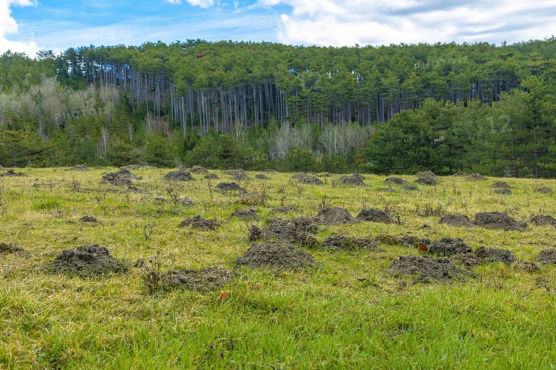 Green meadow with molehills, mole, Ternitz, Lower Austria, Austria, Europe