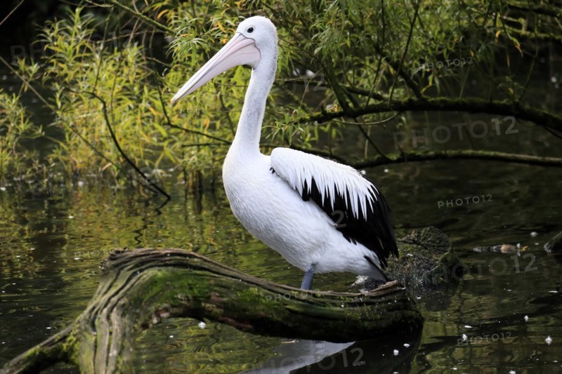 Australian pelican