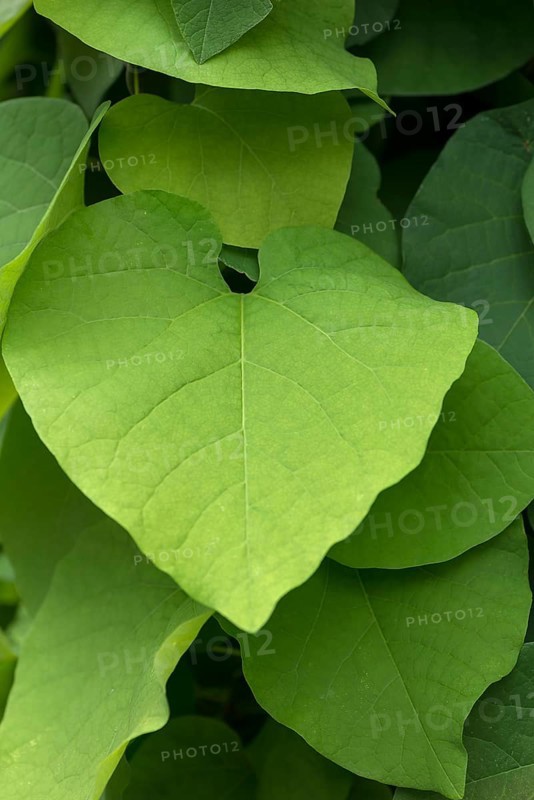 Leaf of a dutchman's pipe
