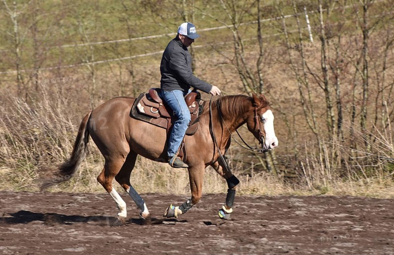 Training a western horse of the breed American Quarter Horse in canter on a riding arena in winter, Rhineland-Palatinate, Germany, Europe