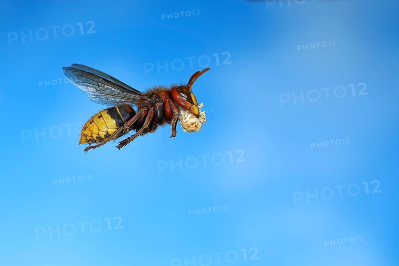 European hornet