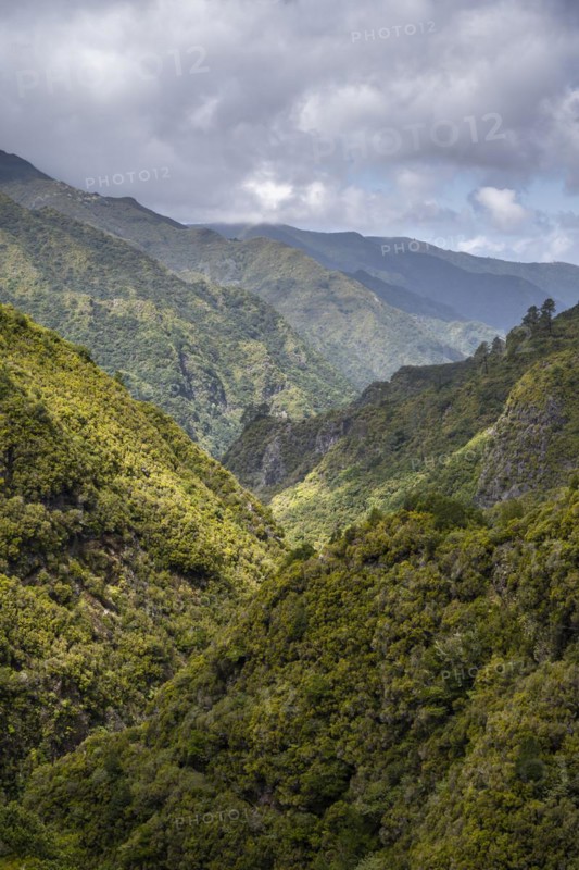 Green forest and hills of Rabacal, Paul da Serra, Madeira, Portugal, Europe