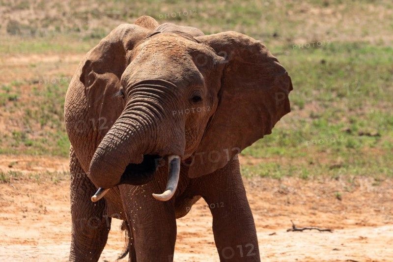 An elephant at the waterhole in the savannah of East Africa, red elephants in Tsavo West National Park, Kenya, Africa
