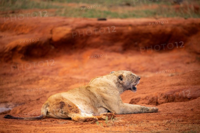 Female lions lie in the red earth after eating and resting. The sleeping lions are in Tsavo National Park, Kenya, East Africa, Africa