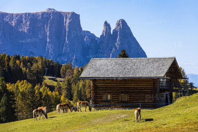 Alpine huts and grazing Haflinger horses