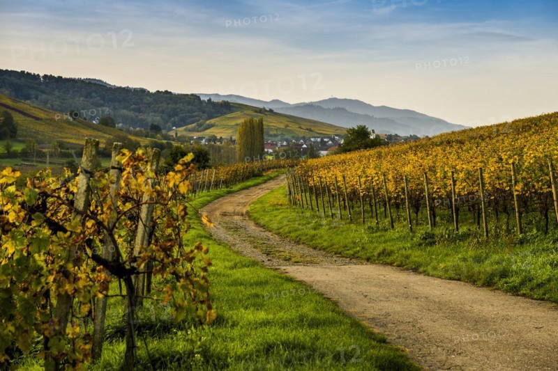 Village and autumn coloured vineyards, sunrise, Pfaffenweiler, near Freiburg im Breisgau, Markgraeflerland, Black Forest, Baden-Wuerttemberg, Germany, Europe