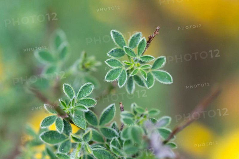 Common broom
