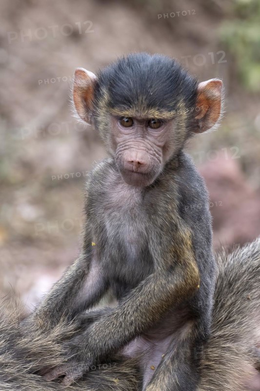 Olive baboon