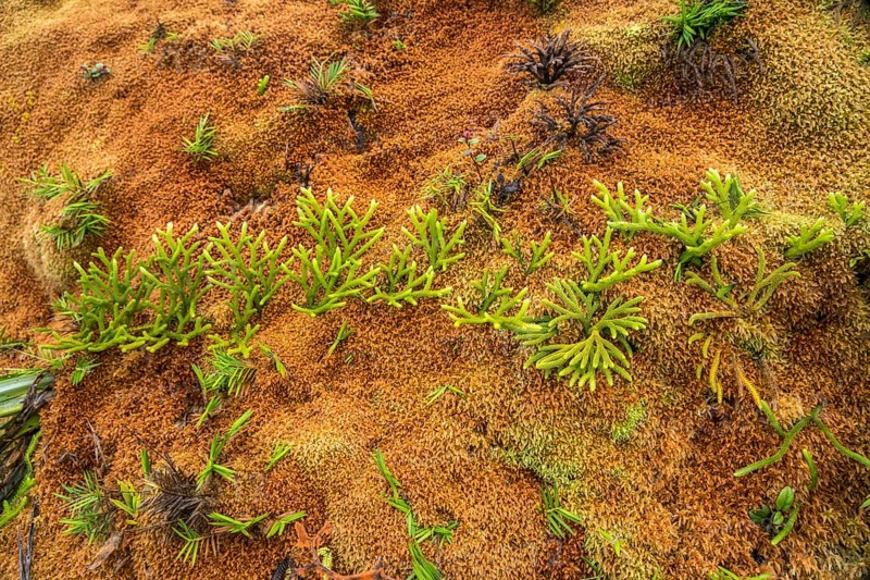 Colourful vegetation at La Soufriere volcano, Basse-Terre, Guadeloupe, France, North America