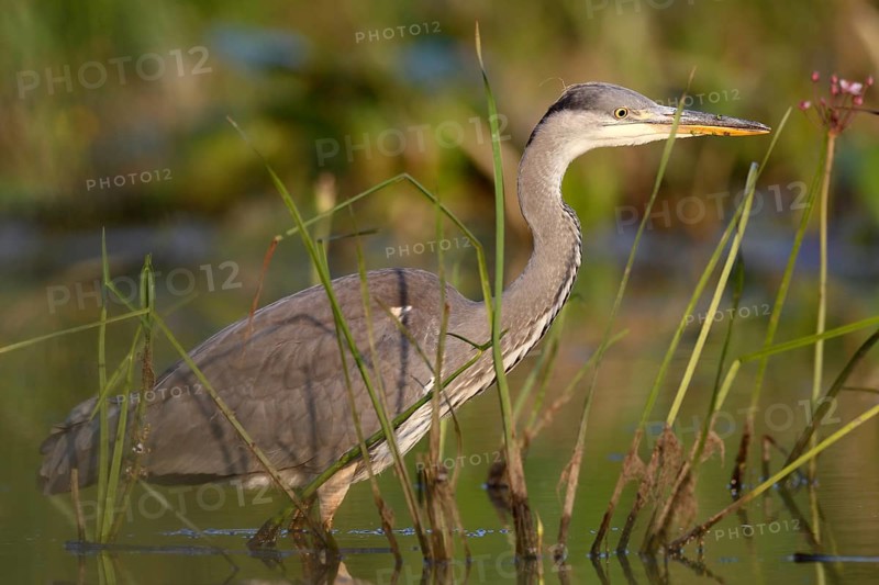 Grey heron