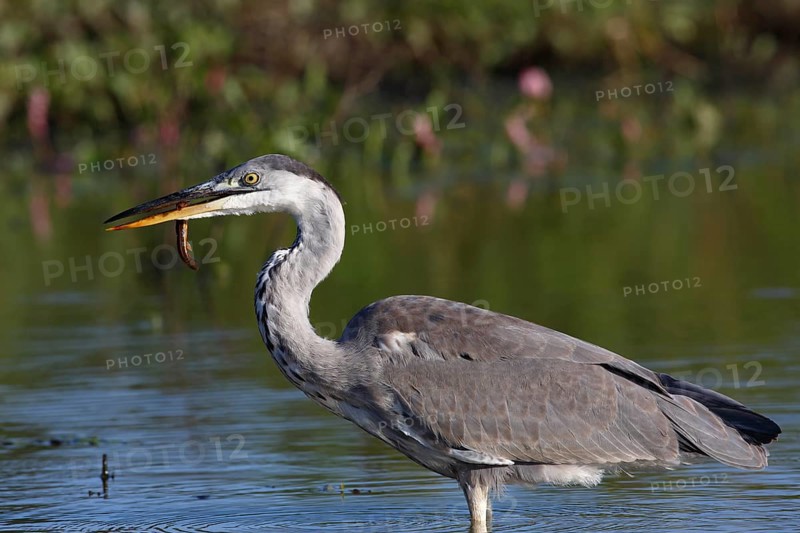 Grey heron