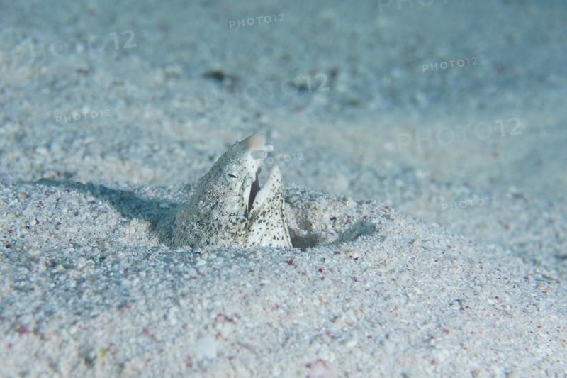 Marbled snake eel