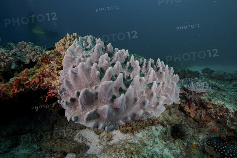 Leather Coral