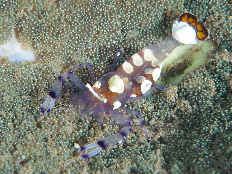 Peacock-eyed anemone shrimp