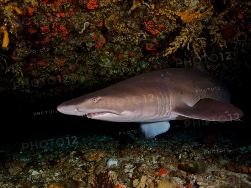 Sand tiger shark