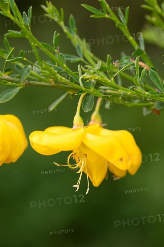 Common broom
