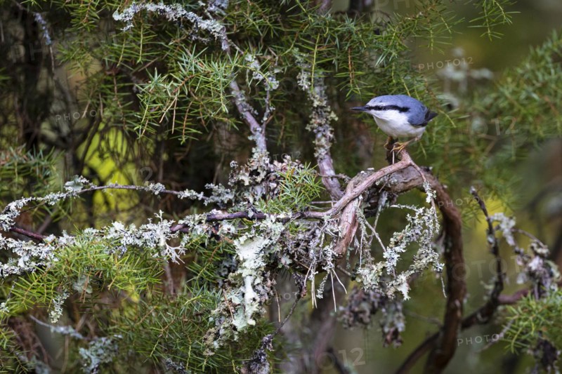 Northern eurasian nuthatch