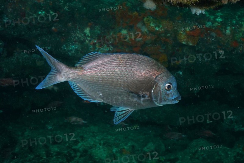 Bronze bream, sea bream