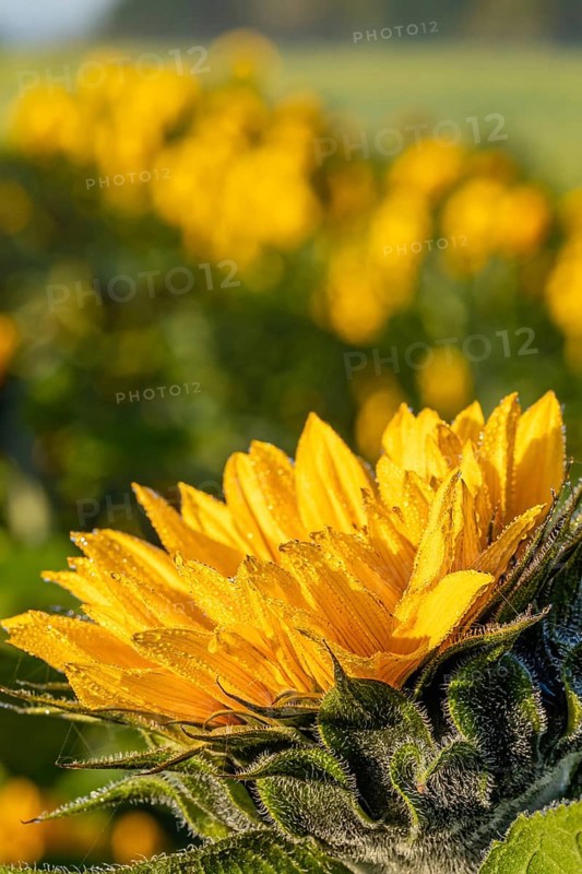 Sunflowers at sunrise, Gechingen, Germany, Europe