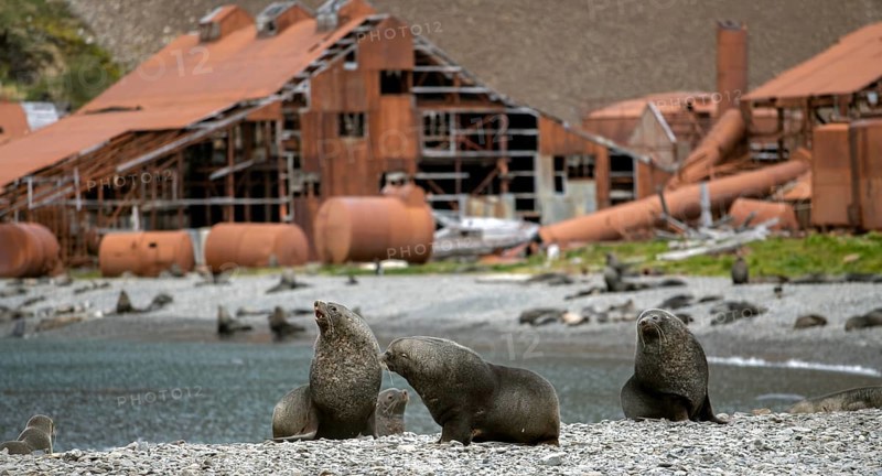 Sea Bears off South Georgia Whaling Station Stromness Bay