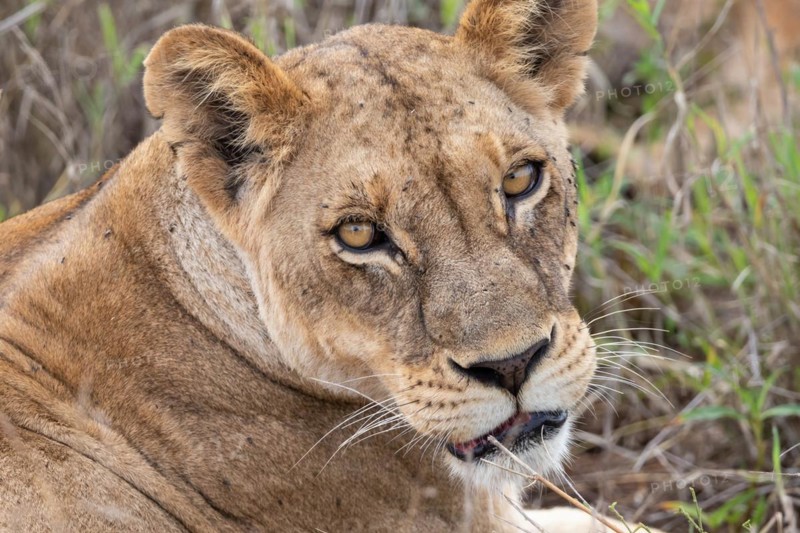 Lioness, animal portrait, Taita Hills Wildlife Sanctuary, Kenya, Africa