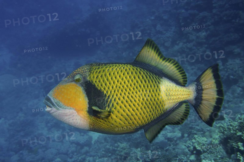 Titan triggerfish