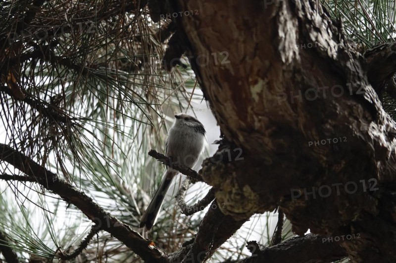 Long-tailed tit
