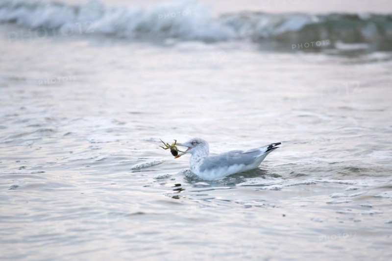 European herring gull