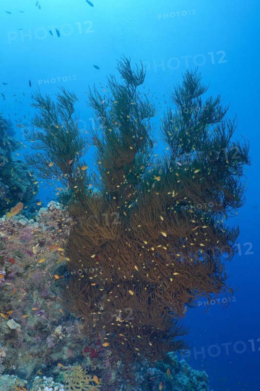 Black bushy black coral