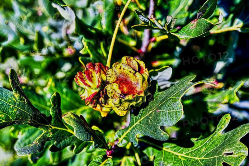 Red knob gall of the knob gall wasp