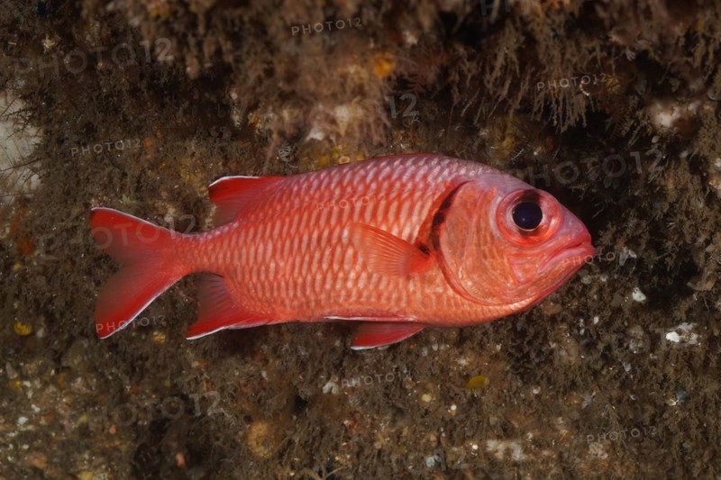 White fringed soldierfish