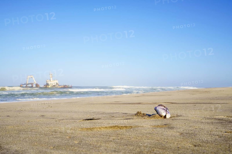 Closeup of Mussel shell on the beach with beautiful scenery background of the abandoned shipwreck, the stranded Zeila vessel. Swakopmund, Namibia, Africa
