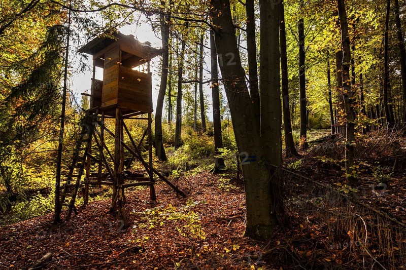Autumn, raised hide, deciduous forests near Diez, Rhineland-Palatinate