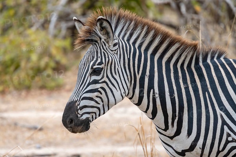 Plains Zebra of the subspecies crawshay's zebra