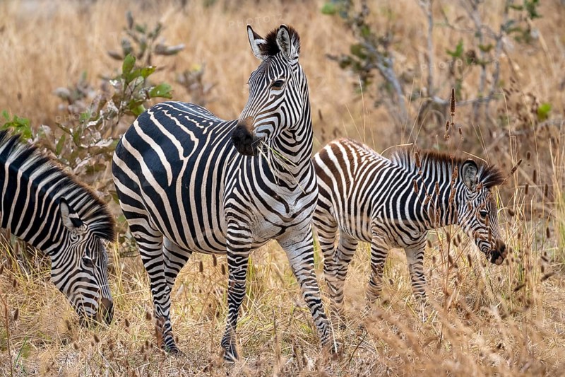 Plains Zebra of the subspecies crawshay's zebra