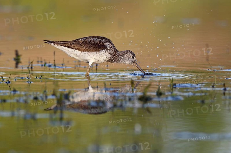Common greenshank