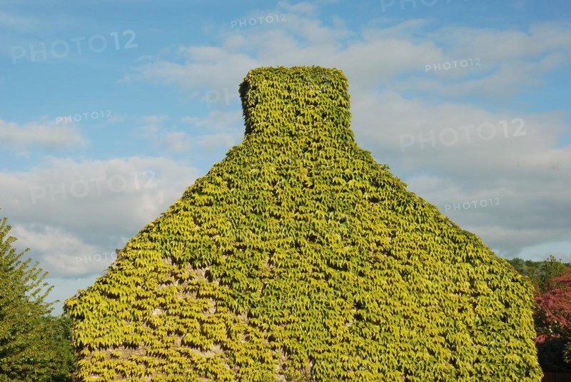 House, completely overgrown with virginia creeper