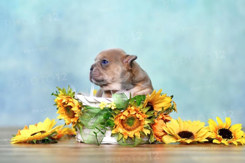Tiny French Bulldog dog puppy in white basket with sunflowers in front of blue wall