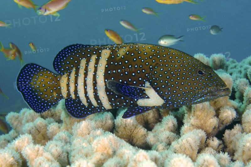 Bluespotted grouper