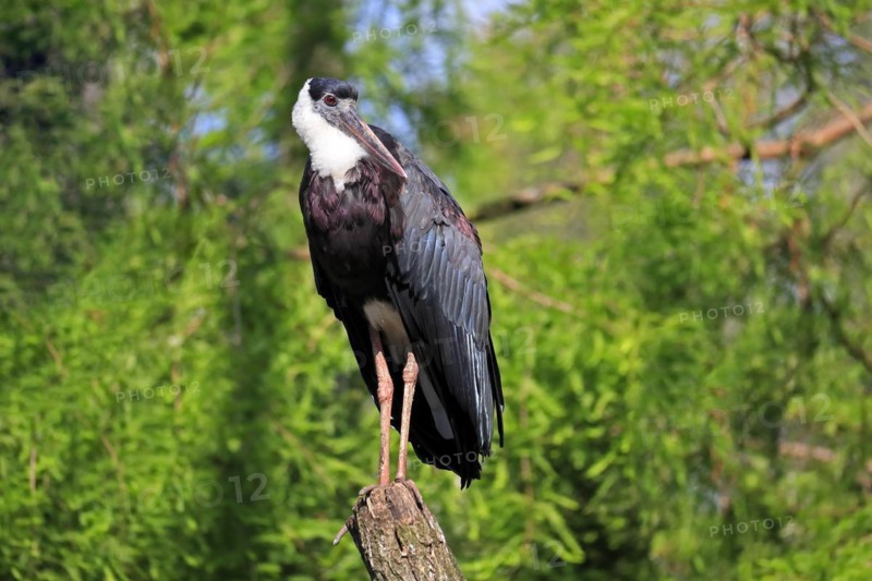 Asian Woolly-necked Stork