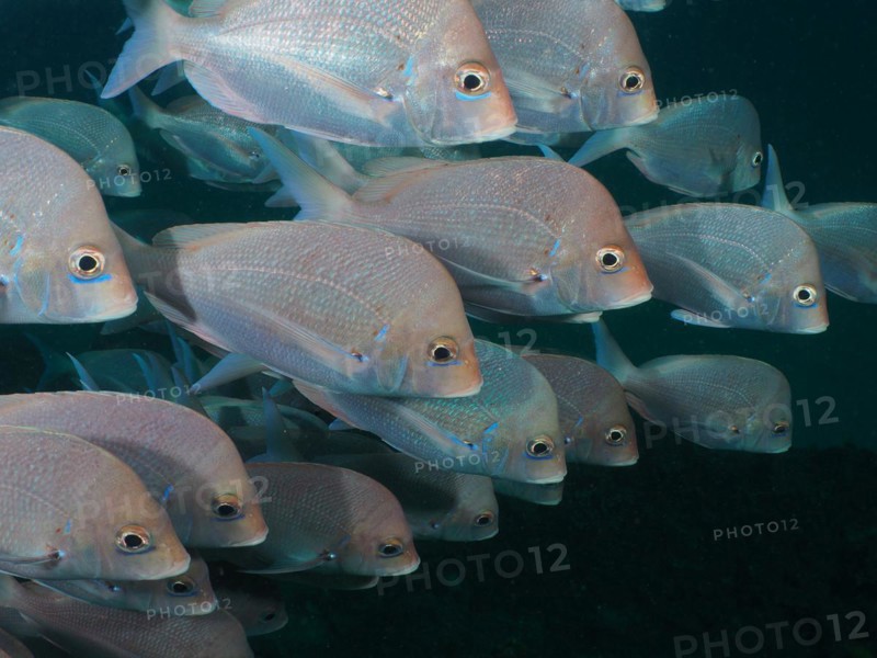 Group, shoal of Slinger sea bream