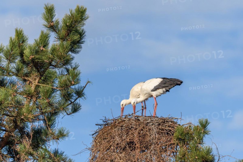 Pair of white stork