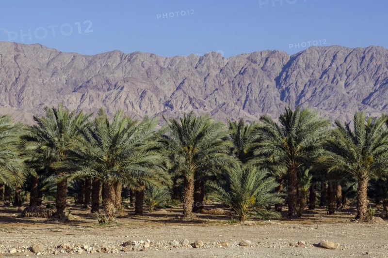 Plantation with date