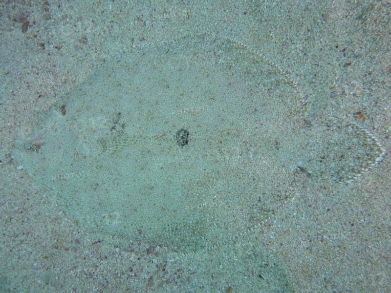 Well camouflaged peacock flounder