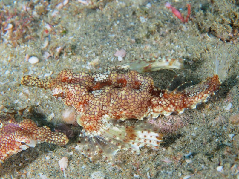 A little dragonfish